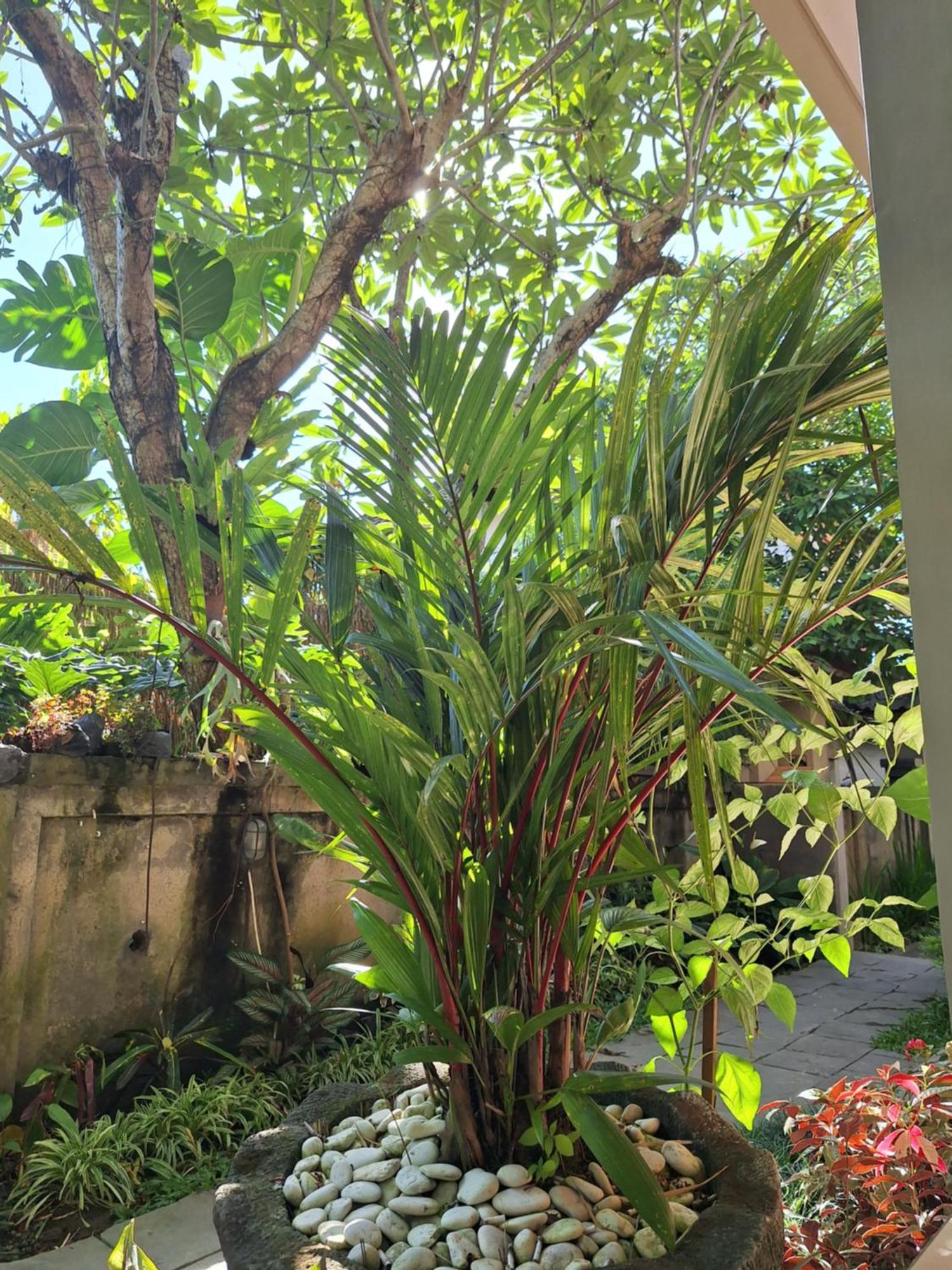 Kasapa Inn 乌布 外观 照片